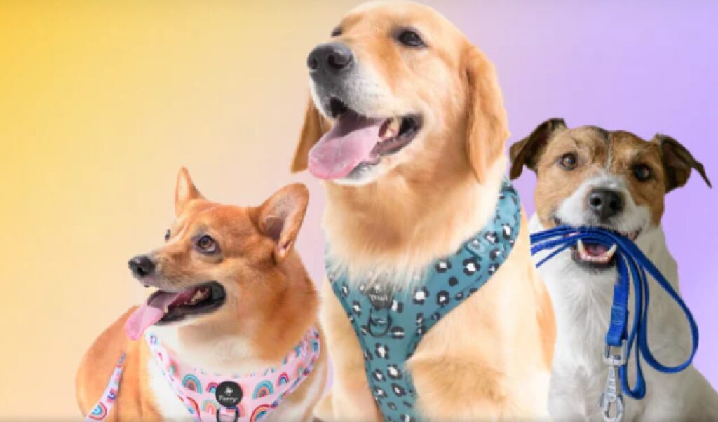dogs care