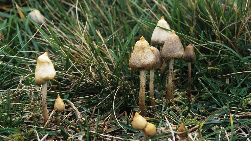 magic mushrooms for sale