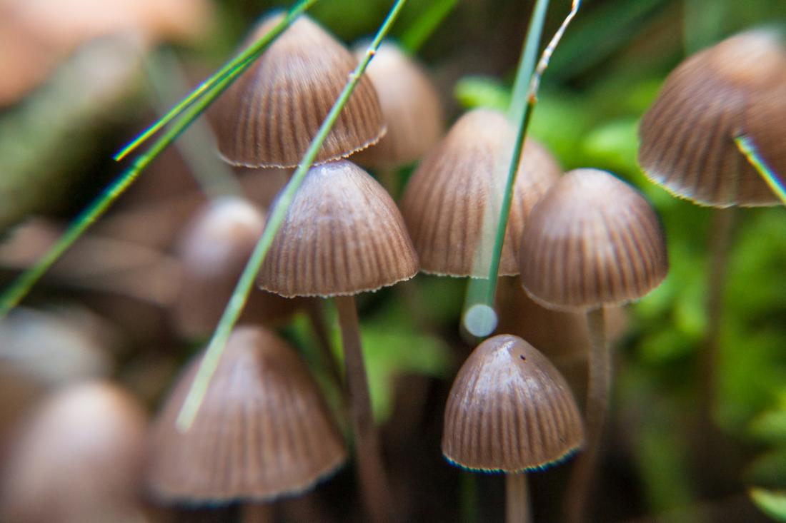The Growing Interest in Using Magic Mushrooms for Mental Clarity